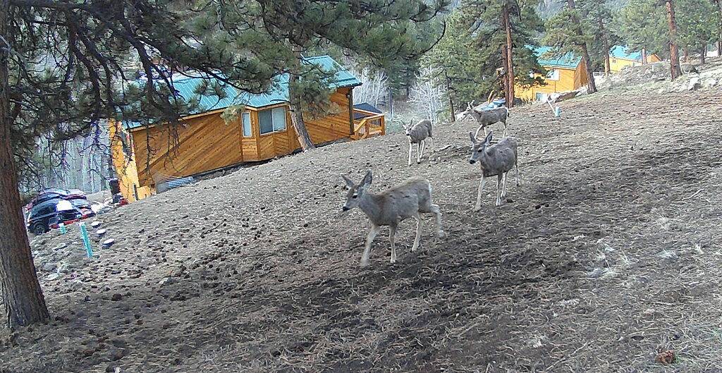 Small Town Charm -Stunning Mtn Views - Sauna- Ac - Pike Forest Paradise in Grant (CO), Park County