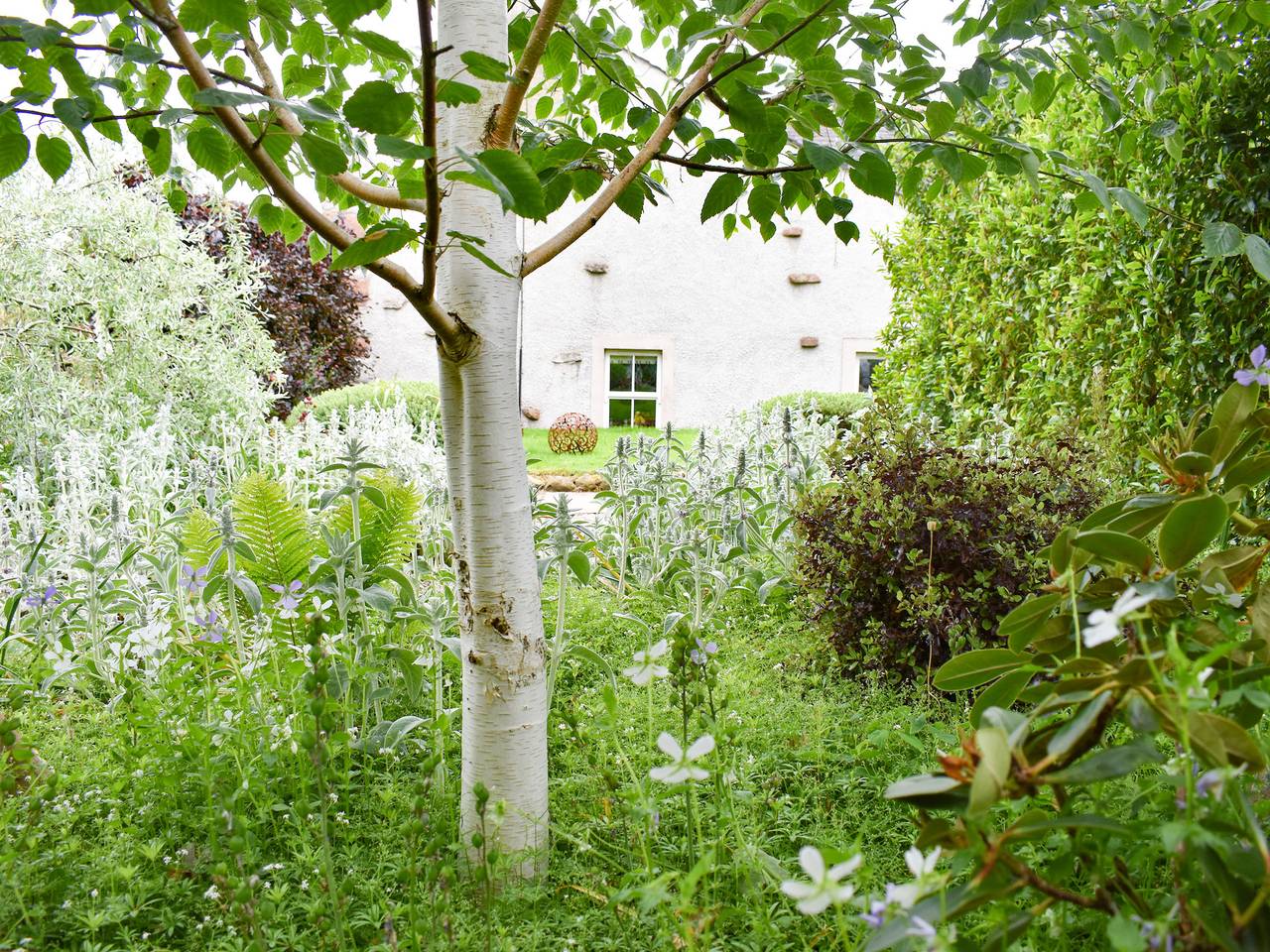 Yew Tree in Lake District