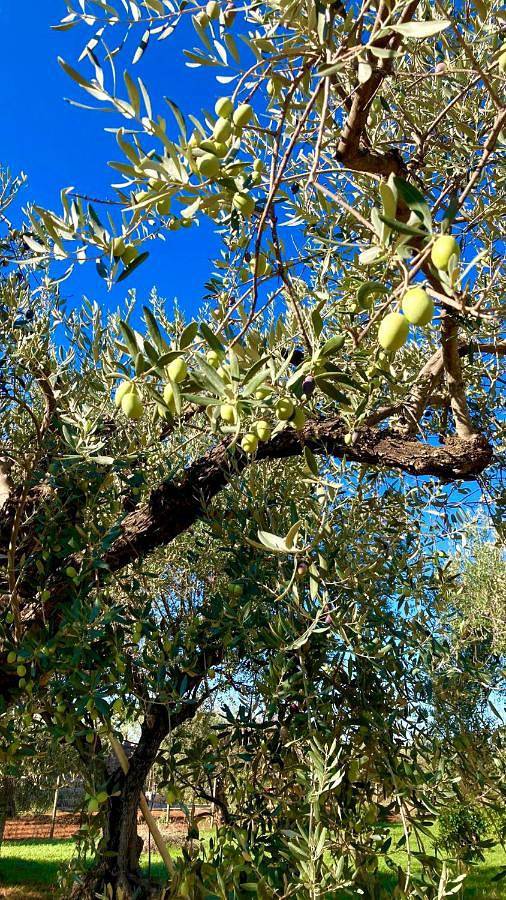 Maison d’hôte pour 3 personnes, avec jardin ainsi que piscine et bassin pour enfant à Chiaramonte Gulfi - 4