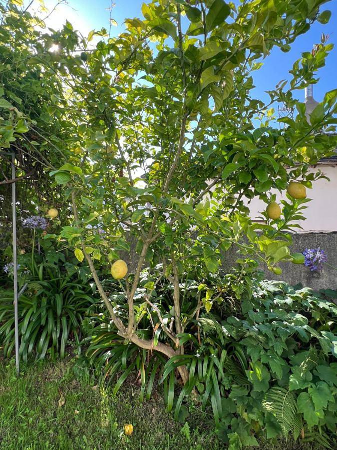 Location de vacances pour 13 personnes, avec vue et jardin, animaux acceptés dans Puerto de Vega - 2