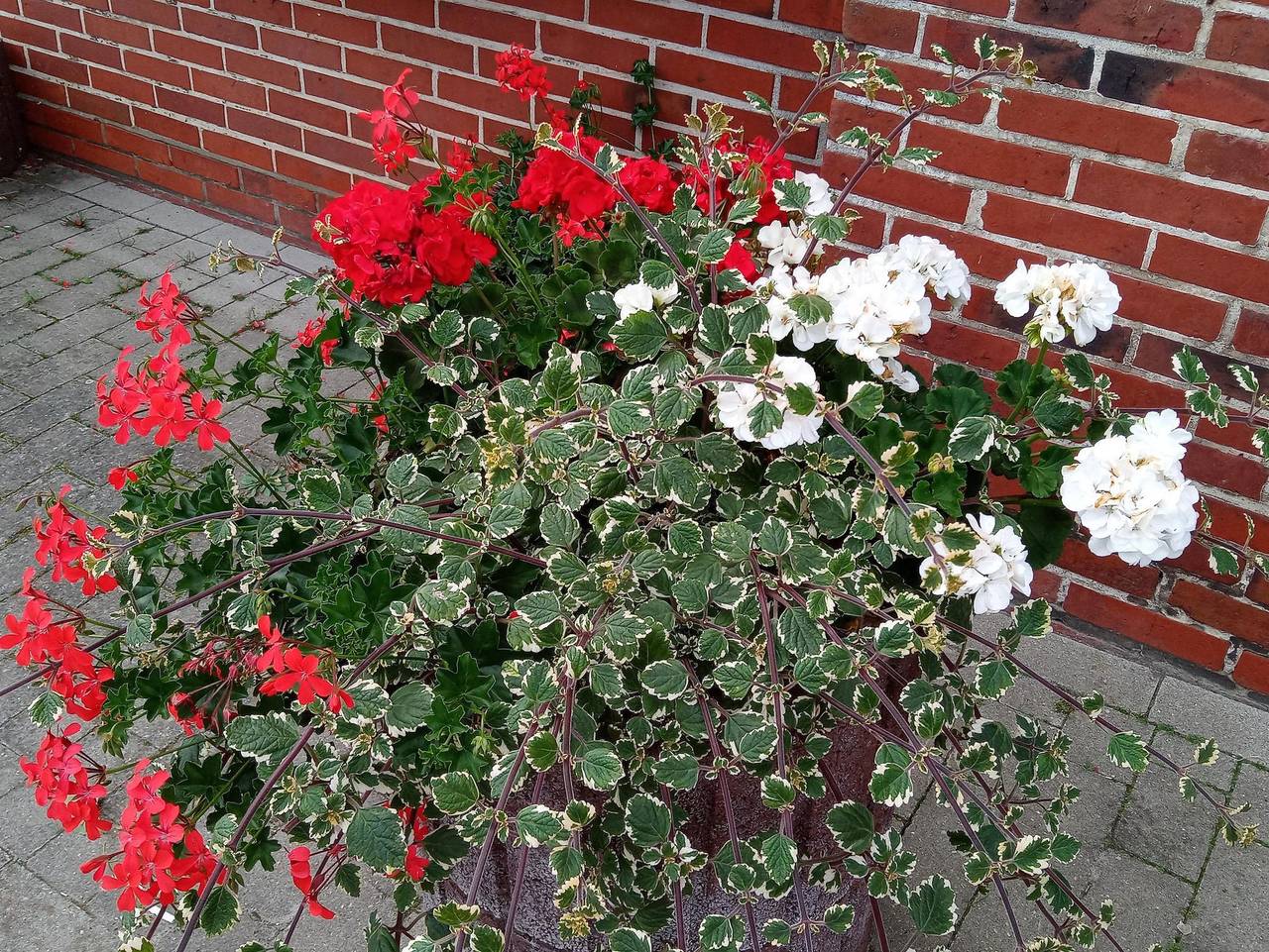 Ganze Ferienwohnung, Harken - Ferienwohnung Jasmin - Ferienwohnung Jasmin in Loppersum (Hinte), Hinte