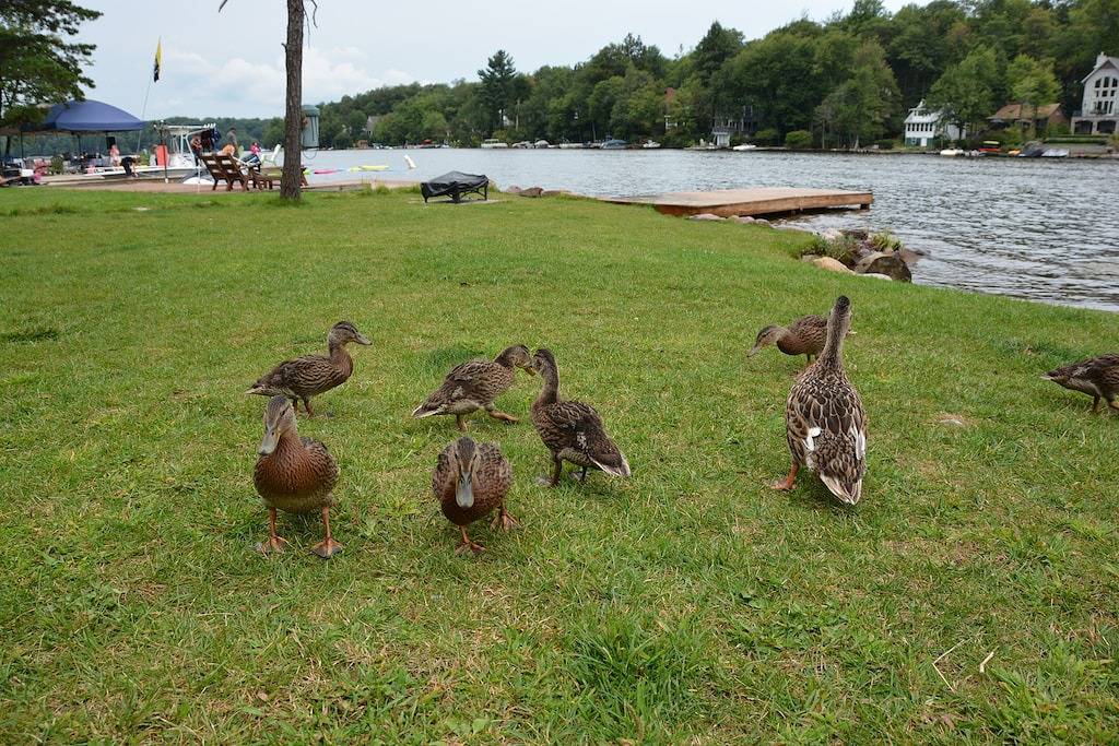 Schöne Haus am See - Whirlpool, Sauna, Billardtisch in Hickory Run State Park
