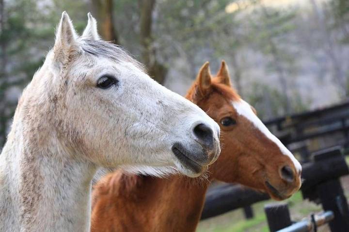 Location de vacances pour 6 personnes, avec jardin et piscine, animaux acceptés à Camprodon - 3