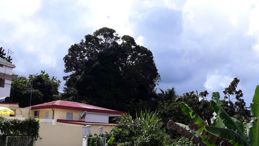 Gîte pour 3 personnes, avec piscine ainsi que jardin et jacuzzi à Les Abymes - 4