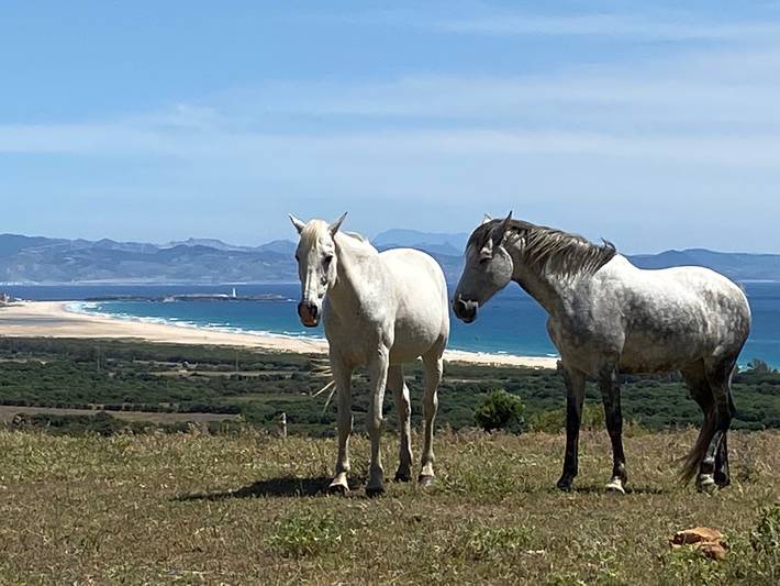 Vakantiehuis voor 4 personen, with Uitzicht op zee and Terras as well as Tuin in Tarifa