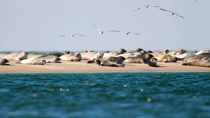 Ferienwohnung für 5 Personen, mit Pool und Balkon sowie Sauna in Drachenfestival Fanø - 4