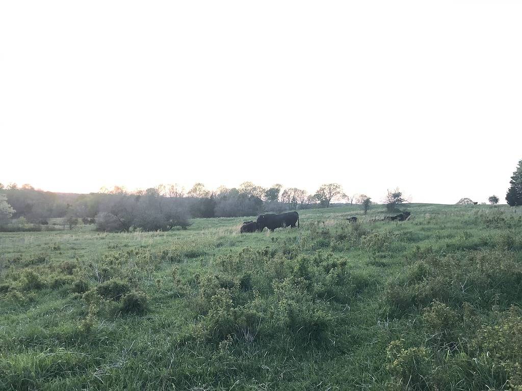 Country Cottage on the farm, peaceful, stars and fireflies! Sleeps 4! in Kentucky