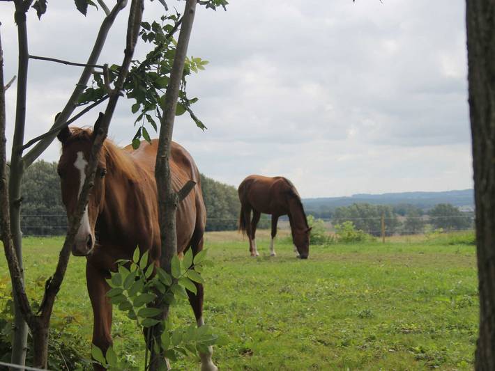 Ferienwohnung für 4 Personen, mit Garten und Terrasse, mit Haustier in Kröpelin - 2