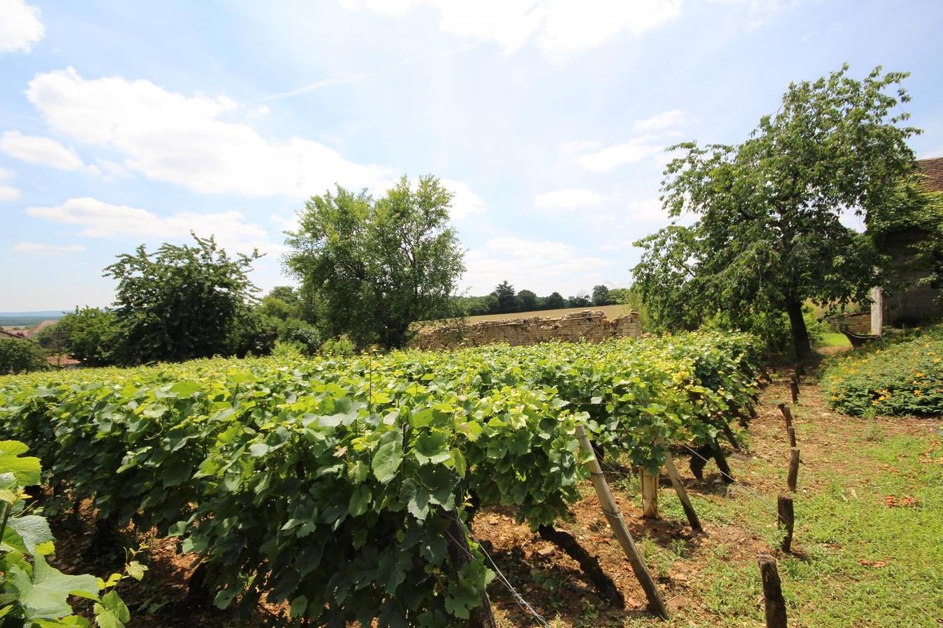 La Vigne des Guyons in Buxy, Chalon-sur-Saône e dintorni