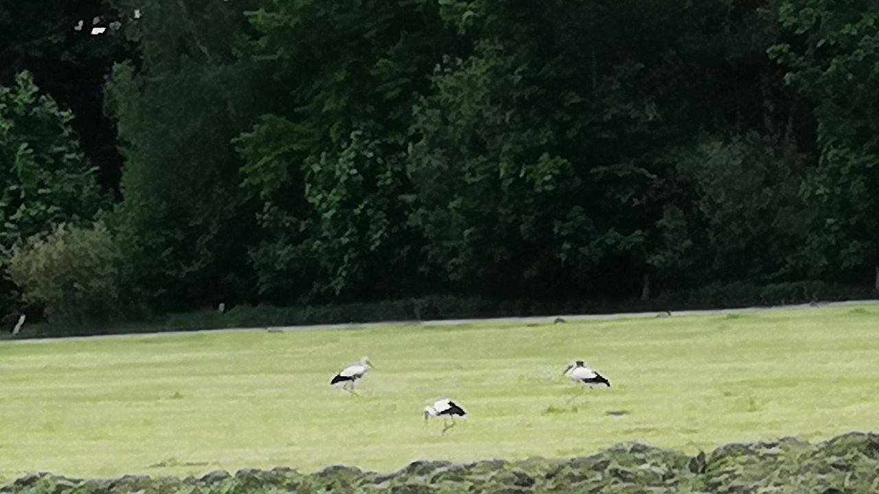 Ganze Ferienwohnung, Ferienwohnung für 5 Personen (85 m²) in Winsen (Luhe) in Winsen (Luhe), Nordheide