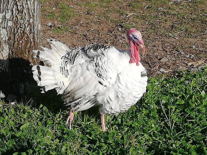 Maison d’hôte pour 4 personnes, avec jardin et terrasse à Mouchamps - 4