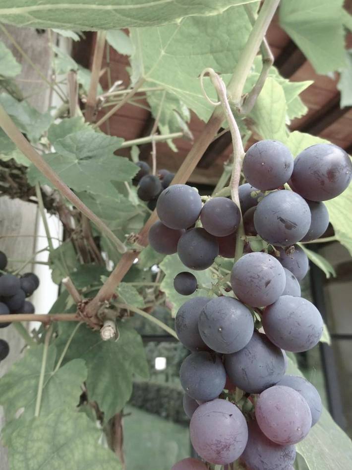 Location de vacances pour 3 personnes, avec vue et jardin à Heusden-Zolder - 4