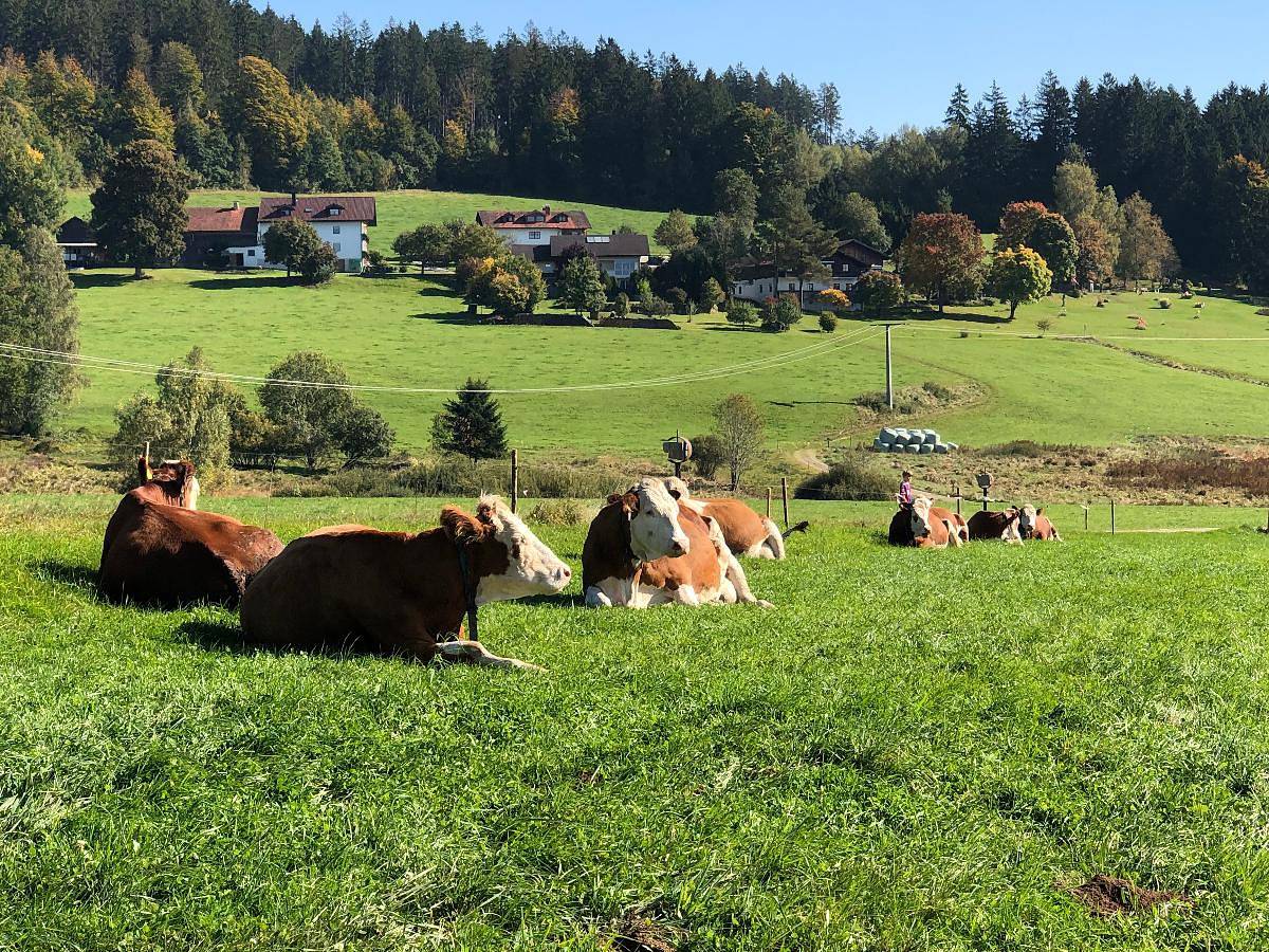 Biohof Weiderer - Chalet Zur Landfrau in Lindberg, Šumava Mountains