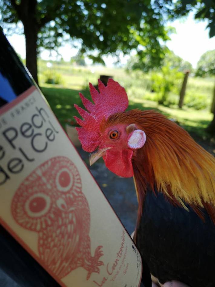 Gîte pour 11 personnes, avec jardin à Cahuzac-sur-Vère - 4