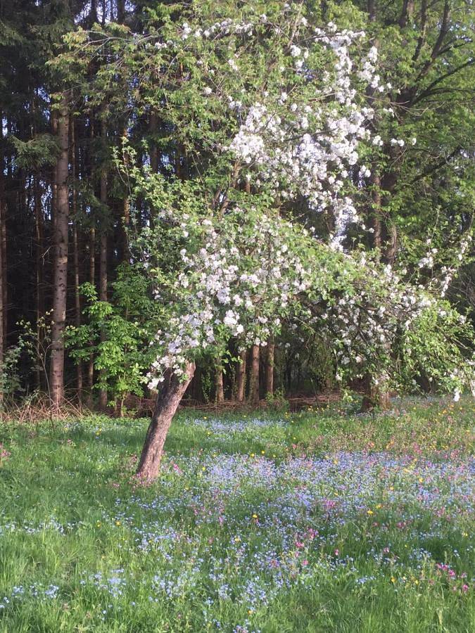 Ferienhaus für 8 Personen, mit Garten und Sauna, mit Haustier in Neureichenau - 4