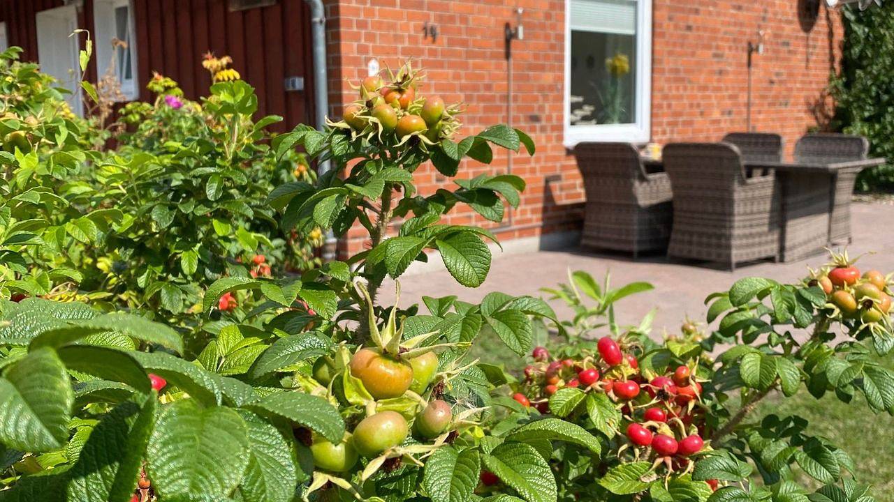 Ferienhaus für 2 Personen (55 m²) in Fehmarn in Ostfehmarn, Fehmarn
