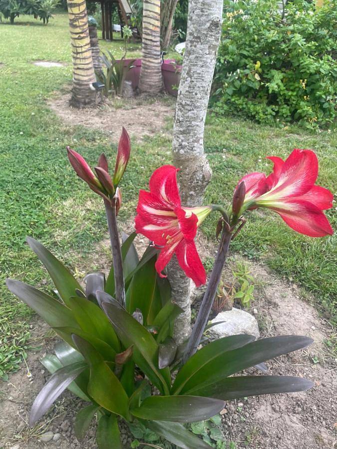 Gîte pour 2 personnes, avec jardin et vue à Passage - 3