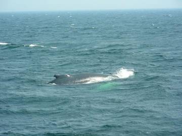 Cottage for 4 People in Wellfleet, Cape Cod, Photo 3