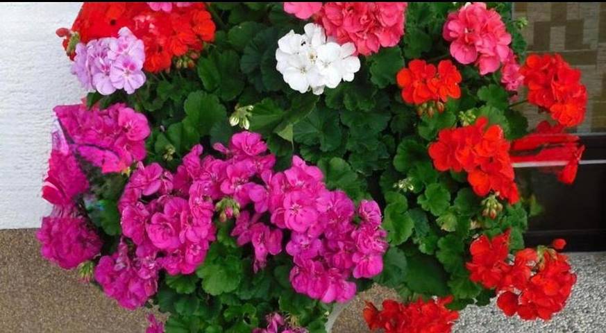 Chambre d’hôte pour 3 personnes, avec terrasse ainsi que vue et jardin, animaux acceptés à Radenthein - 3