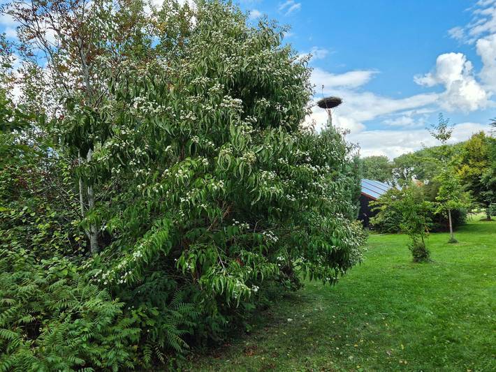 Ganze Ferienwohnung, Ferienwohnung 2 Holthusen 25516 - Ferienwohnung 2 in Weener, Landkreis Leer