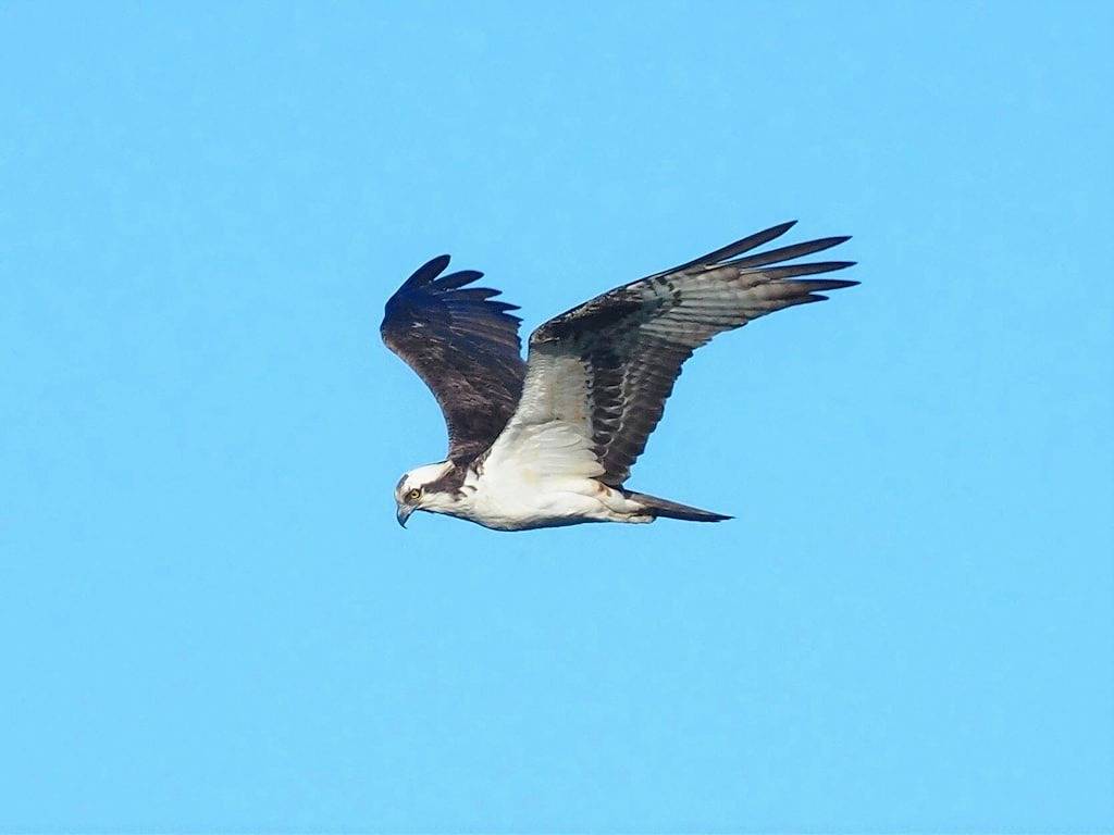 Atemberaubende Aussicht vom Waterfront Log Cabin mit Kamin in der Chesapeake Bay in Chesapeake Bay