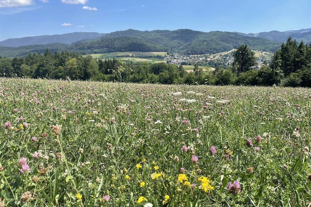 Ganze Wohnung, Sommeraktion Weinfest & Wandern: Freiburg in Sölden/Schwarzwald bis 3 Personen in Sölden, Südschwarzwald