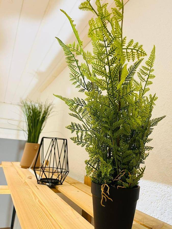 Gîte pour 2 personnes, animaux acceptés à Geisingen - 3