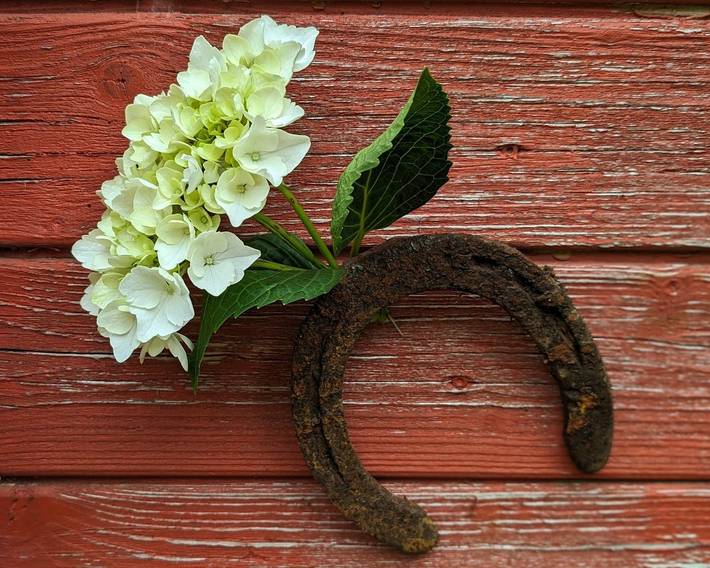 Bauernhof für 5 Personen, mit Garten, kinderfreundlich in Ostfriesland - 3