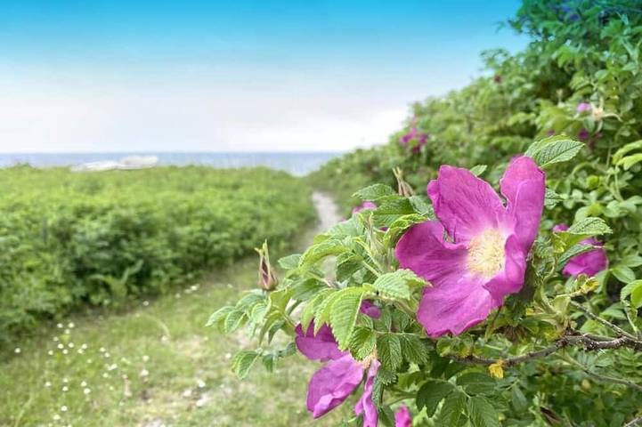 Ferielejlighed for 4 personer på Sjælland