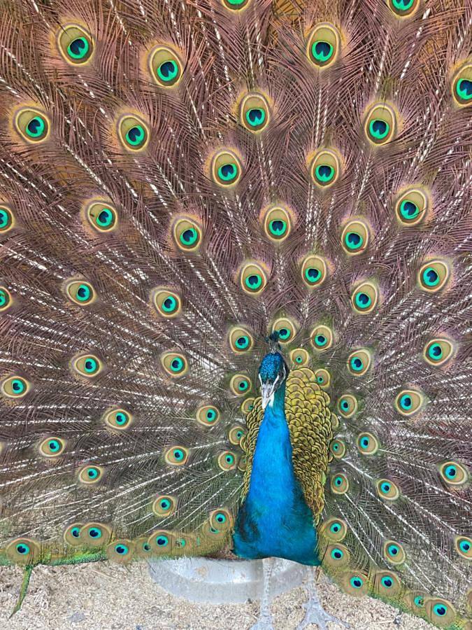 Ferienhaus für 4 Personen, mit Terrasse und Ausblick in Tromsø - 4
