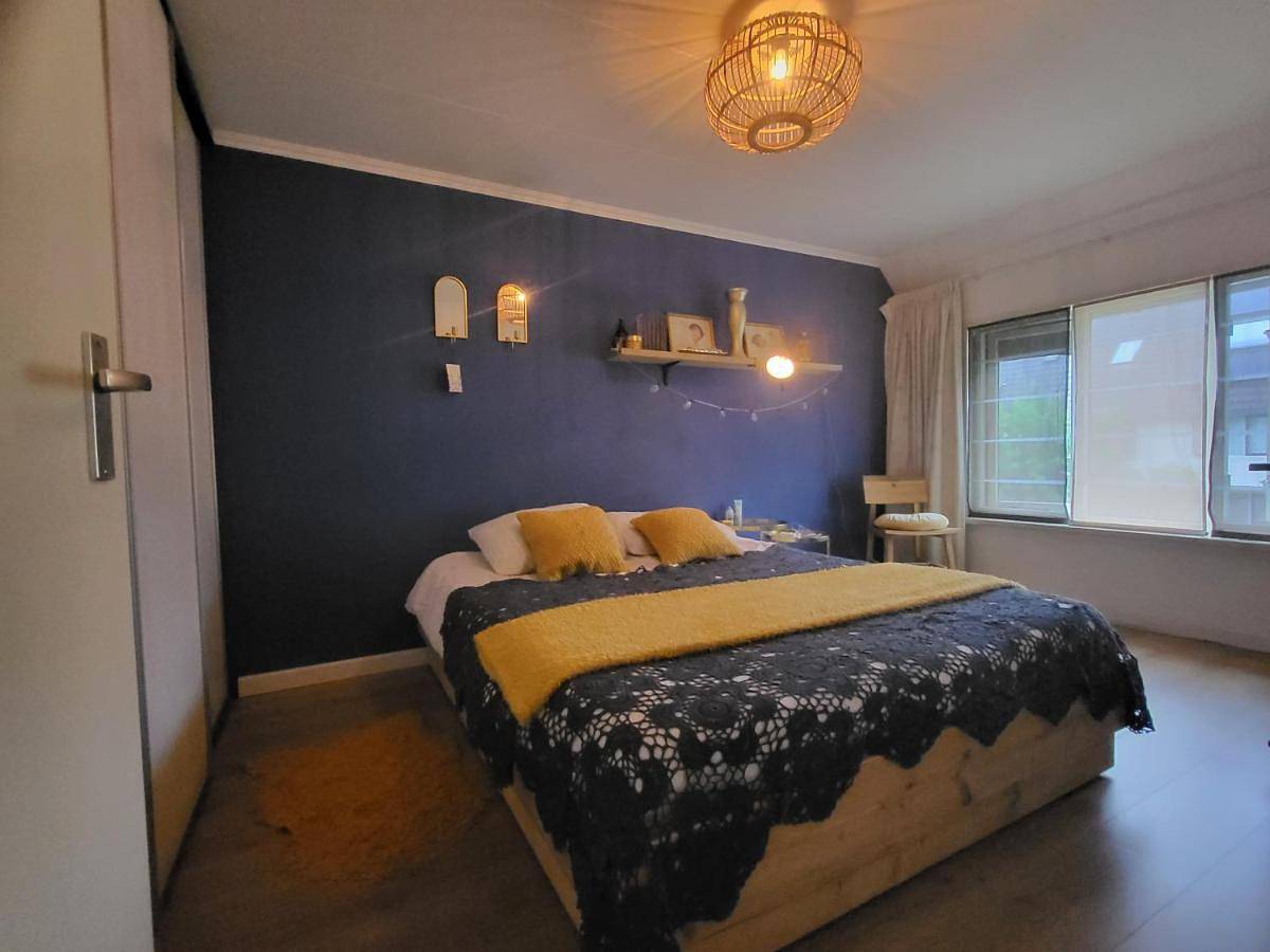 Blauwe Druif in Veghel, Brabant-Septentrional