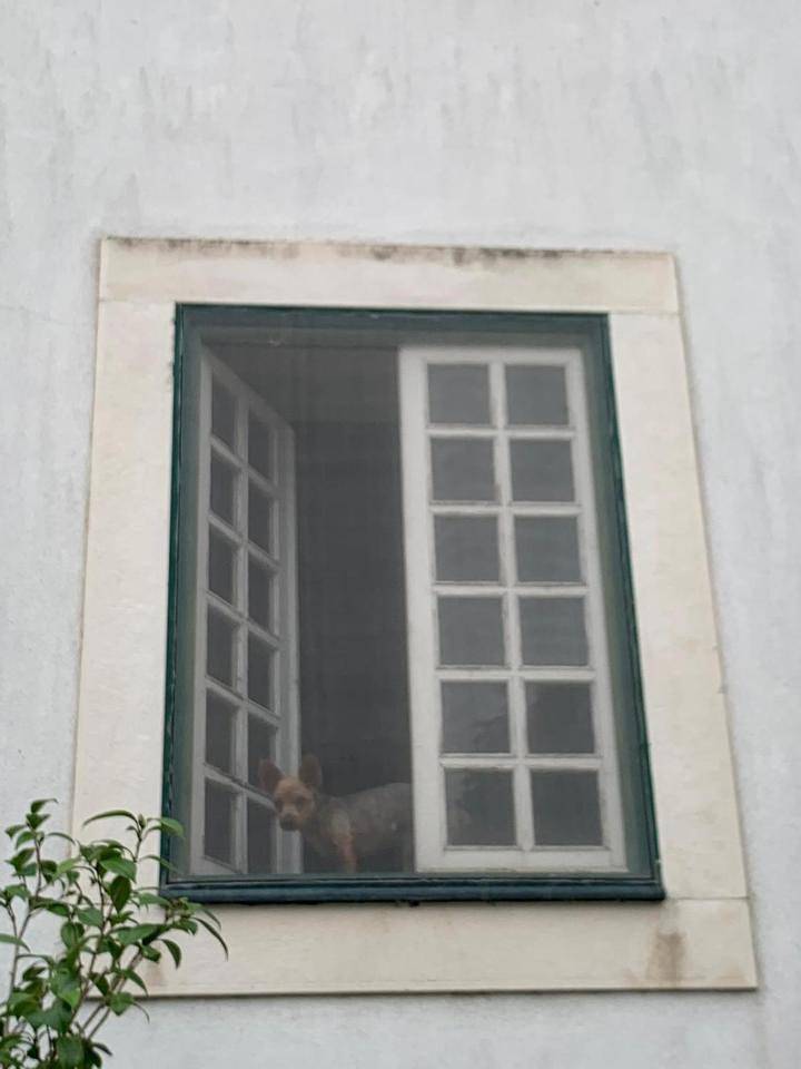 Santuário Sos Animal in Romeira e Várzea, Distrito de Santarém