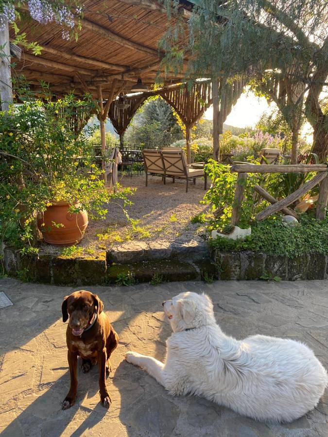Agriturismo per 2 persone, con panorama e giardino nonché piscina, con animali domestici in Penisola Sorrentina
