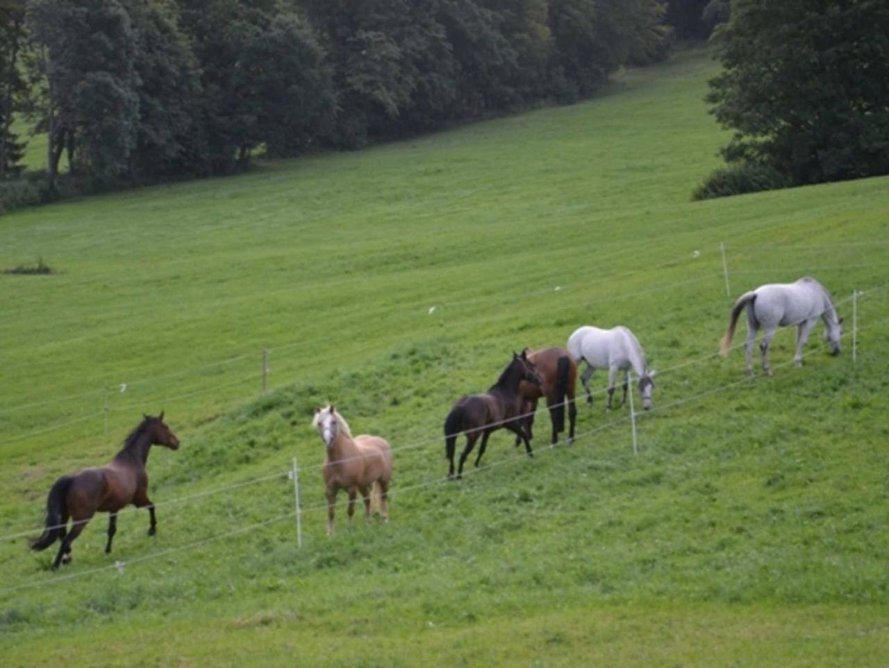 Hof Roßruck - Fw Haflinger in Fischbachau, Alpenland Tegernsee Schliersee
