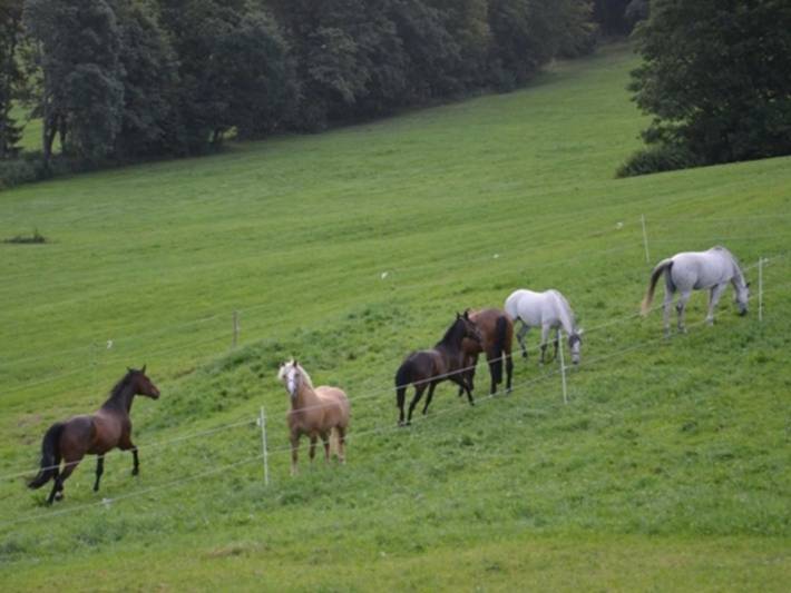 Bauernhof für 4 Personen, mit Garten, kinderfreundlich in Alpenland Tegernsee Schliersee - 3