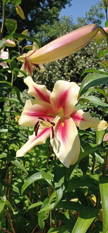 Location de vacances pour 4 personnes, avec jardin et jacuzzi, adapté aux familles à Frayssinet-le-Gélat - 3