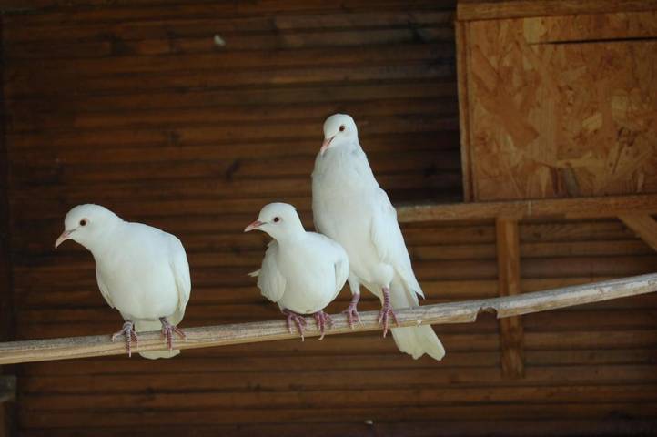 Location de vacances pour 2 personnes, avec piscine et vue ainsi que bassin pour enfant et jardin, adapté aux familles à Mervans - 2