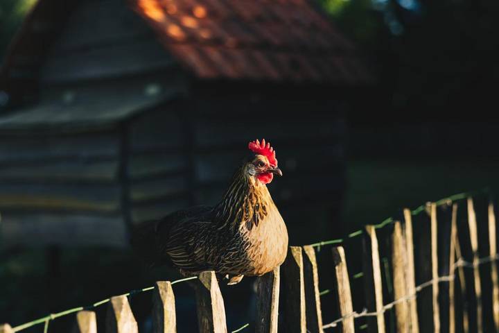Location de vacances pour 2 personnes, avec jardin et vue à Assenede