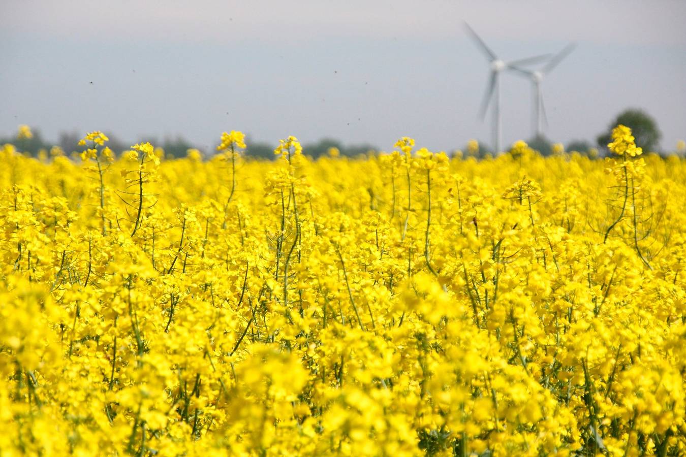 Ganze Ferienwohnung, Ferienwohnung "Seestern" in Todendorf auf Fehmarn, Fehmarn
