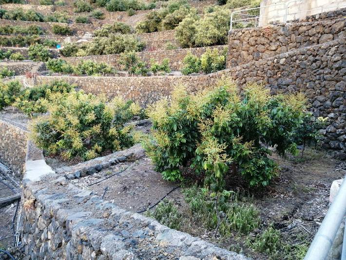 Location de vacances pour 4 personnes, avec jardin à La Orotava - 4