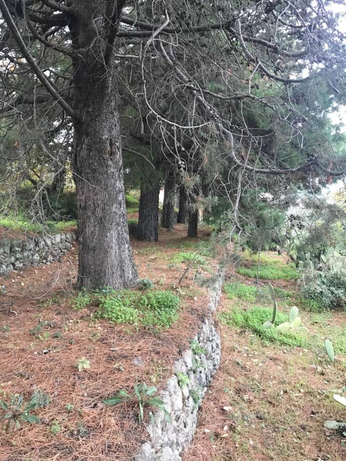 Location de vacances pour 2 personnes, avec jardin, animaux acceptés à Piedimonte Etneo - 4