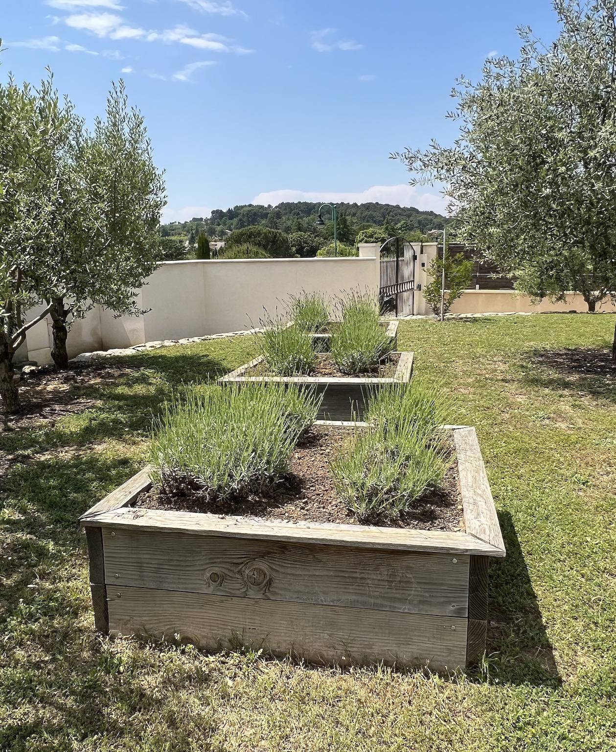 Les sept oliviers in Vaison-la-Romaine, Parc naturel régional du Mont-Ventoux