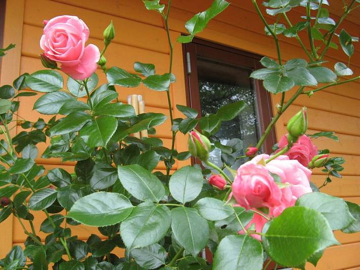 Ferienhaus mit 3 Schlafzimmer in Laasow, Vetschau