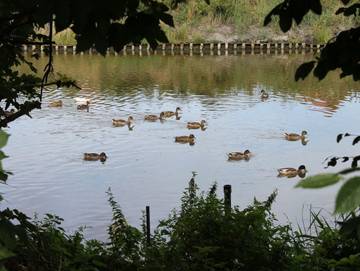 Ferienhaus für 6 Personen in Jemgum, Südliche Nordseeküste, Bild 4