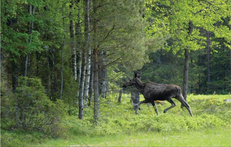 Hus för 4 Personer med terass in Tibro, Vättern