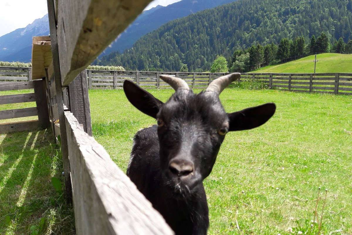 Bauernhof Gruber - Doppel - bzw. Dreibettzimmer Samalm mit Balkon in Gailtaler Alpen, Lesachtal