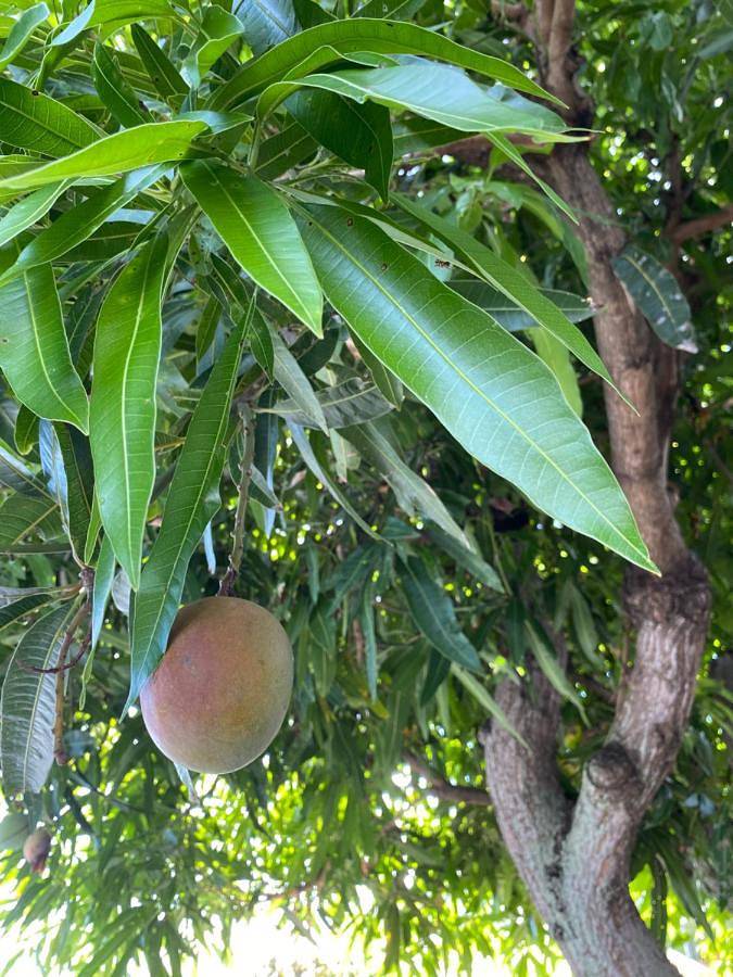 Location de vacances pour 9 personnes, avec piscine ainsi que jardin et vue aux Avirons - 2