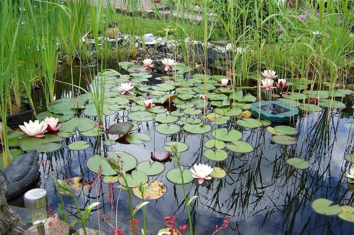 Bungalow für 2 Personen, mit Garten und Terrasse in Ribnitz-Damgarten - 2