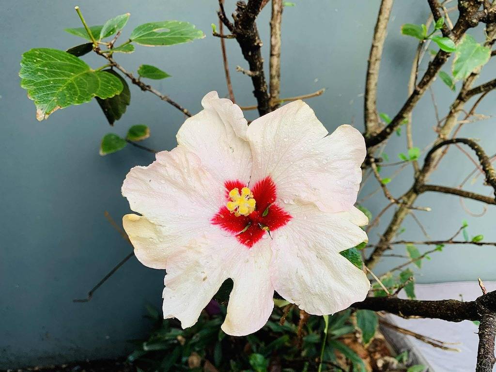 Ganze Wohnung, Marie’s Byron Getaway in Byron Bay, New South Wales