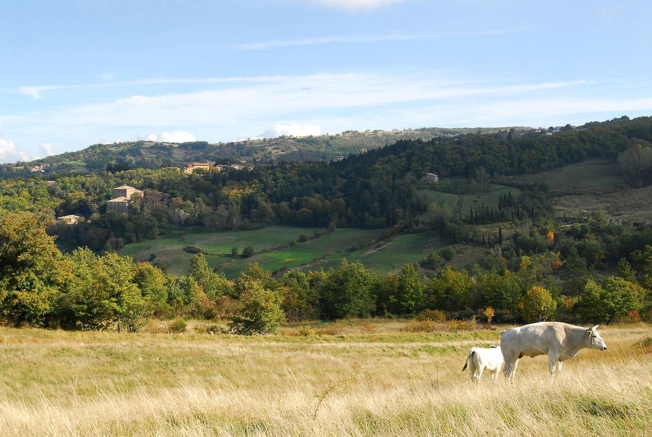Appartamento intero, - Agriturismo La Piaggia - appartamento vista bosco piano terra 2 ospiti in Castiglione d'Orcia (comune), Val d’Orcia